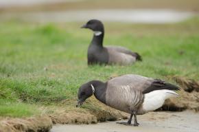 Parc naturel régional des Landes de Gascogne